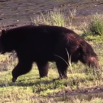 熊撃退スプレー: 野生の脅威から身を守るためのアイテム