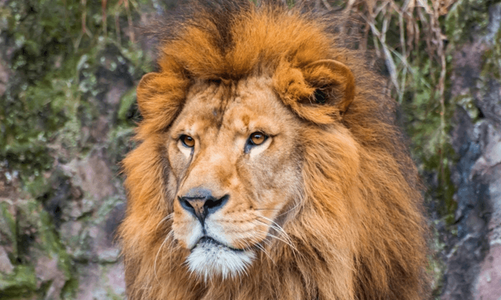オスのライオンのたてがみは男性の立派な髪の毛を想像させる