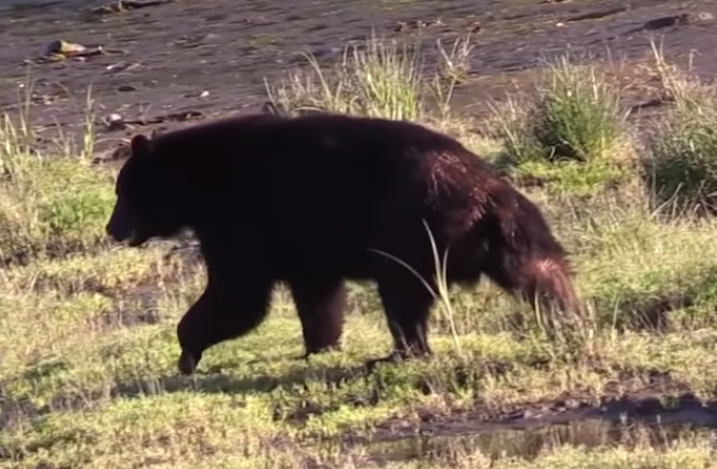 エアーイズム 熊撃退スプレー「ベアーアタック」: 野外での安全の一歩先へ